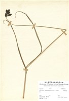 藏品(南湖扁果薹)的圖片